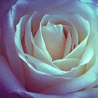 Buy canvas prints of A Delicate Rose by Jane Metters