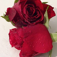 Buy canvas prints of Red Roses with Water Droplets by Jane Metters