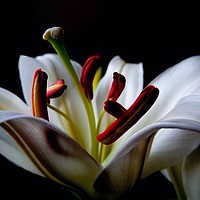 Buy canvas prints of Center of a Lilly by Jane Metters