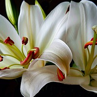 Buy canvas prints of Two Lillies by Jane Metters