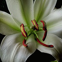 Buy canvas prints of A Lilly in Full Bloom by Jane Metters