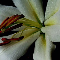 Buy canvas prints of The Middle of a Lilly by Jane Metters