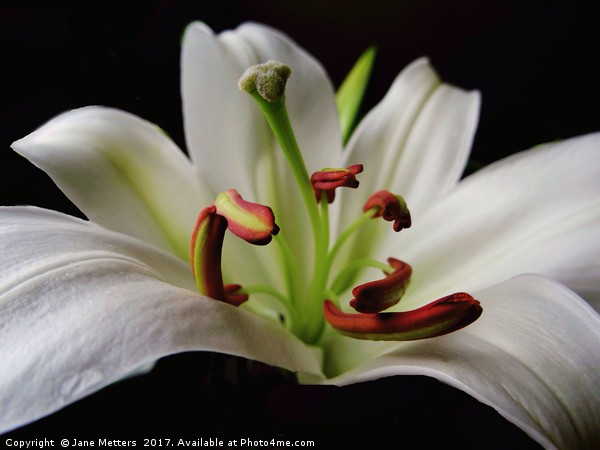 The Center of a Lilly Picture Board by Jane Metters
