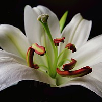 Buy canvas prints of The Center of a Lilly by Jane Metters