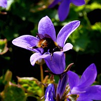Buy canvas prints of    Campanula Portenschlagiana                      by Jane Metters