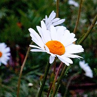 Buy canvas prints of       Shasta Daisy                          by Jane Metters