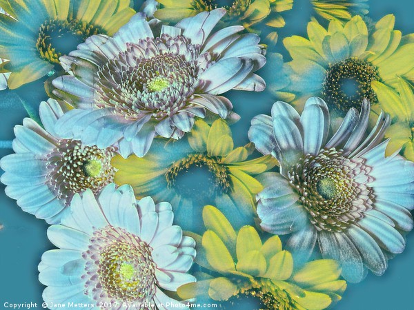Flowers in Bloom Picture Board by Jane Metters