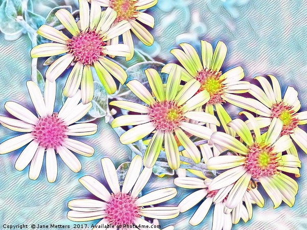 Daisies in Pastel Shades Picture Board by Jane Metters