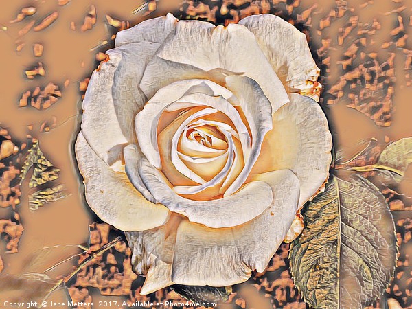 Cream Rose Art Picture Board by Jane Metters