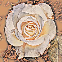 Buy canvas prints of Cream Rose Art by Jane Metters