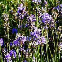 Buy canvas prints of    A Sprinkling of Lavender                        by Jane Metters