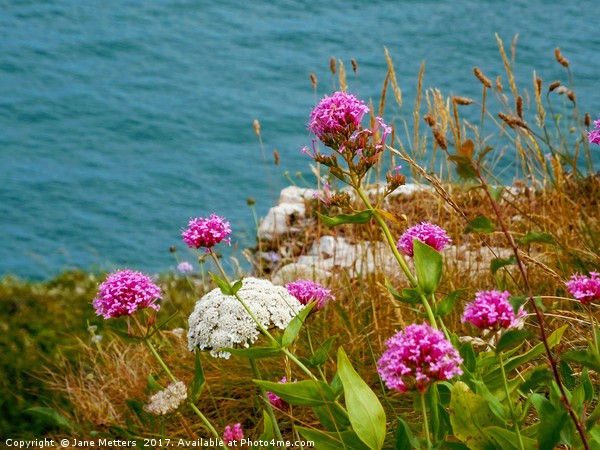        Wild Flowers                         Picture Board by Jane Metters