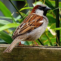 Buy canvas prints of Male House Sparrow  by Jane Metters