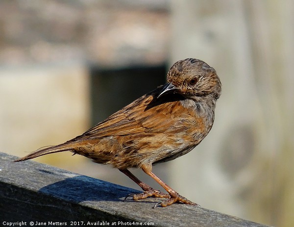        A Dunnock on the Fence                     Picture Board by Jane Metters
