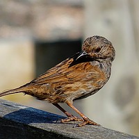 Buy canvas prints of         A Dunnock on the Fence                     by Jane Metters
