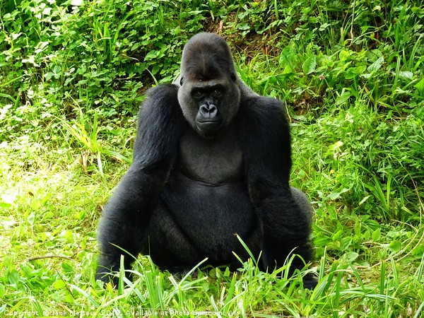 Gorilla                           Picture Board by Jane Metters