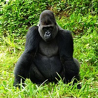 Buy canvas prints of Gorilla                           by Jane Metters