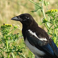 Buy canvas prints of          Magpie                       by Jane Metters