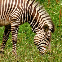 Buy canvas prints of                       A Zebra Grazing by Jane Metters