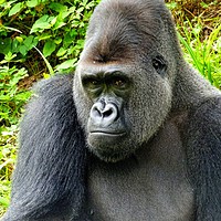 Buy canvas prints of      Gorilla Close Up                           by Jane Metters