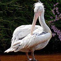 Buy canvas prints of Pelican  by Jane Metters