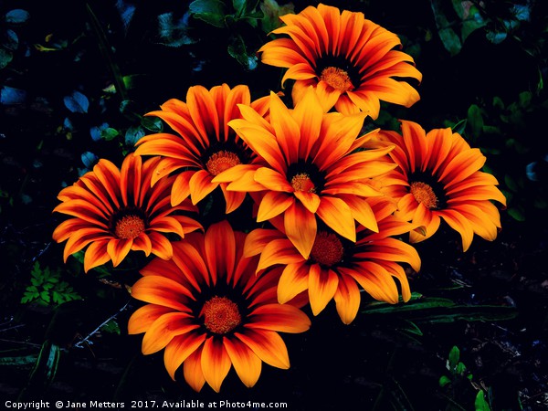Orange Petals Picture Board by Jane Metters