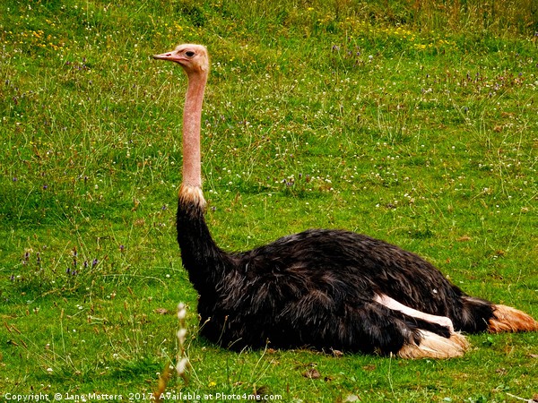          Red-Necked Ostrich                       Picture Board by Jane Metters