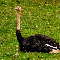 Buy canvas prints of          Red-Necked Ostrich                       by Jane Metters