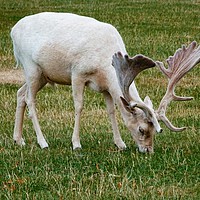Buy canvas prints of White Deer Grazing by Jane Metters