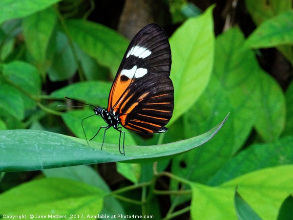        Heliconius Doris Butterfly                  Picture Board by Jane Metters