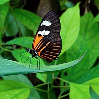 Buy canvas prints of        Heliconius Doris Butterfly                  by Jane Metters