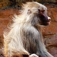 Buy canvas prints of       Baboon                          by Jane Metters