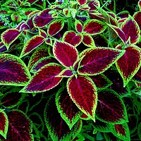 Buy canvas prints of      Plectranthus Scutellarioides                  by Jane Metters
