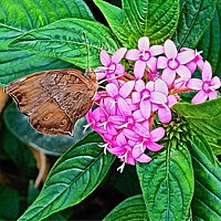 Buy canvas prints of Butterfly on Pink Flower by Jane Metters