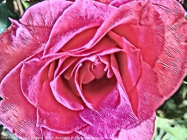 Pink Rose Picture Board by Jane Metters