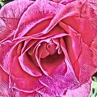 Buy canvas prints of Pink Rose by Jane Metters