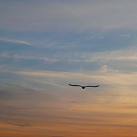 Buy canvas prints of Evening Sky by Jane Metters