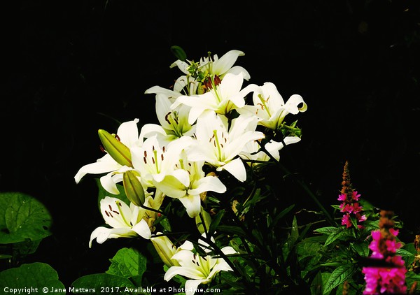 White Lillies Picture Board by Jane Metters