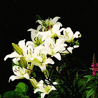 Buy canvas prints of White Lillies by Jane Metters