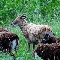 Buy canvas prints of Soay Sheep by Jane Metters