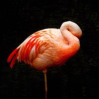 Buy canvas prints of Flamingo Asleep by Jane Metters