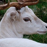 Buy canvas prints of      The Face of a White Deer                      by Jane Metters