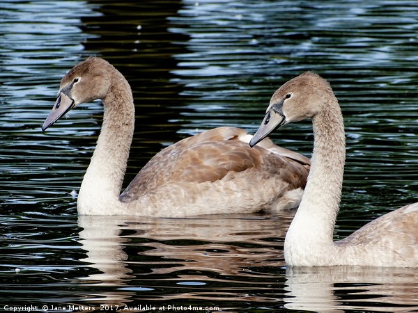       Two Cygnets                          Picture Board by Jane Metters
