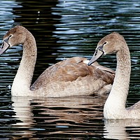 Buy canvas prints of       Two Cygnets                          by Jane Metters