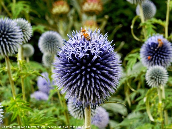         Globe Thistle                         Picture Board by Jane Metters