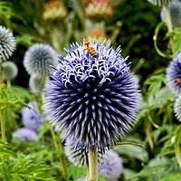 Buy canvas prints of         Globe Thistle                         by Jane Metters