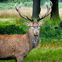 Buy canvas prints of      A Stag in the Woods                       by Jane Metters