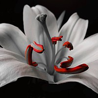 Buy canvas prints of Beautiful Lily by Jane Metters