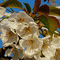 Buy canvas prints of    A Branch of White Blossom                       by Jane Metters