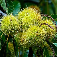 Buy canvas prints of   Chestnuts           by Jane Metters